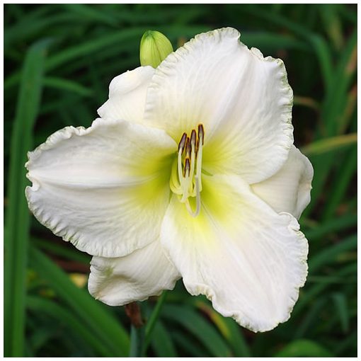 Hemerocallis White Perfection