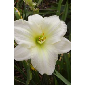 Hemerocallis White Temptation - Sásliliom