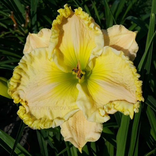 Hemerocallis Willa Mae Thornton