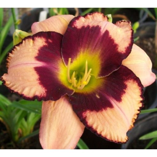 Hemerocallis Wolf Eyes - Sásliliom