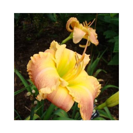 Hemerocallis Wrapped in Gold - Sásliliom