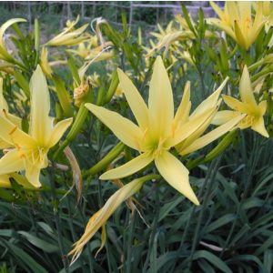 Hemerocallis citrina - Sásliliom