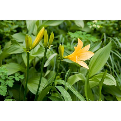 Hemerocallis dumortierii