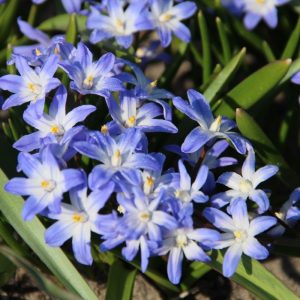 Chionodoxa forbesii - Hófény