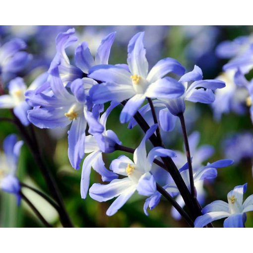 Chionodoxa forbesii Blue Giant - Hófény