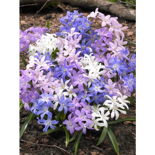 Chionodoxa luciliae Mix - Hófény