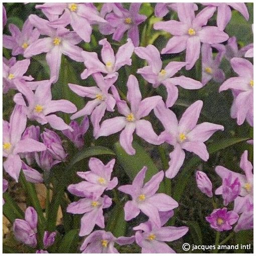 Chionodoxa luciliae Rose Queen - Hófény