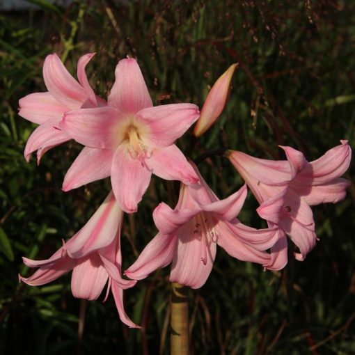 Amaryllis belladonna (18/20) - Hölgyliliom