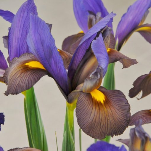 Iris hollandica Mystic Beauty - Holland írisz