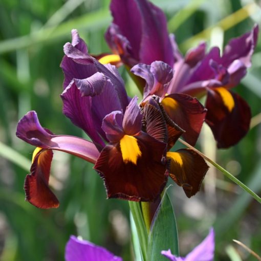 Iris hollandica Red Ember - Holland írisz