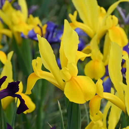 Iris hollandica Stronggold - Holland írisz