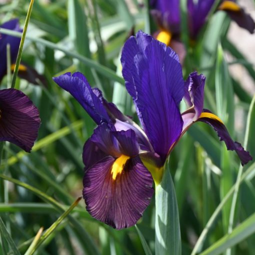 Iris hollandica Tigereye - Holland írisz