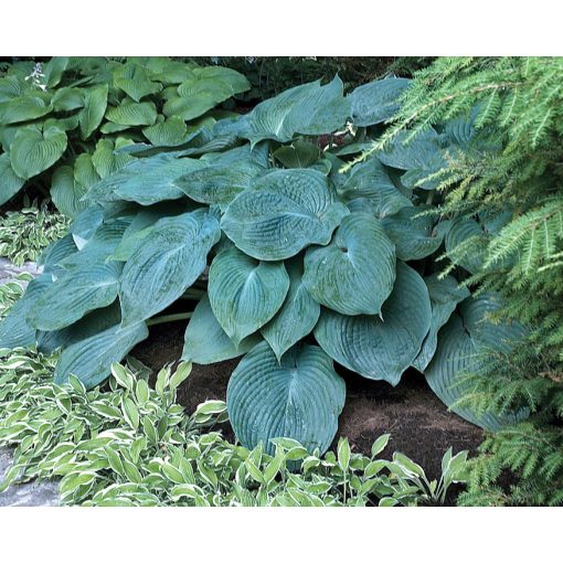 Hosta Blue Angel - Árnyékliliom