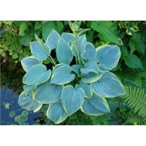 Hosta Blue Flame - Árnyékliliom