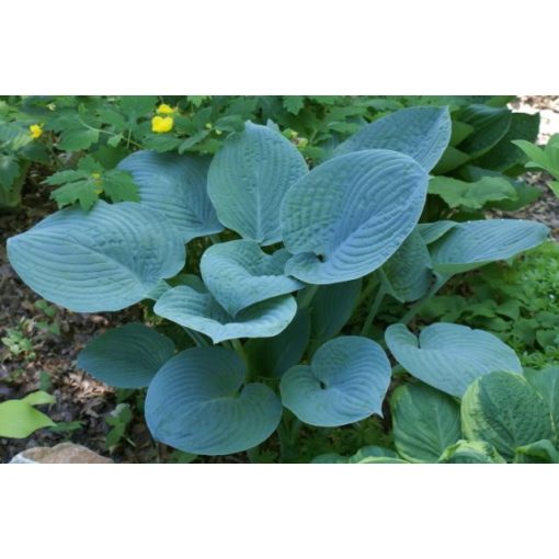 Hosta Blue Perfection - Árnyékliliom