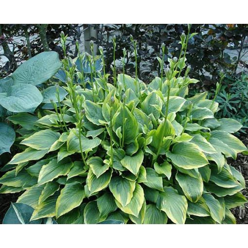 Hosta Bridgeville - Árnyékliliom