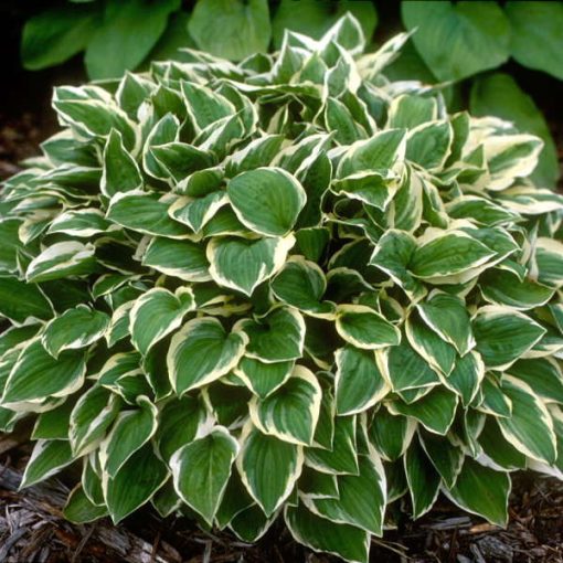 Hosta Diamond Tiara - Árnyékliliom