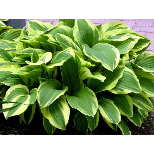 Hosta Fragrant Dream - Árnyékliliom