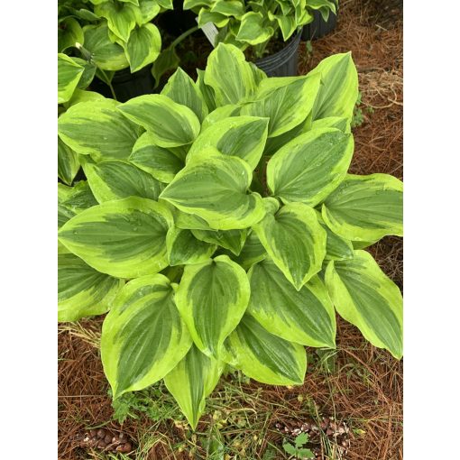 Hosta Golden Tiara - Árnyékliliom