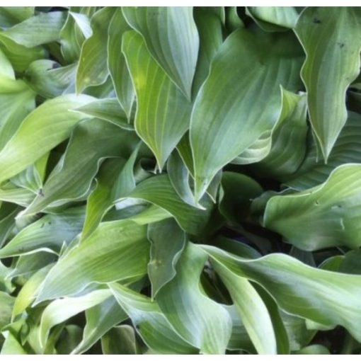 Hosta Green Bag - Árnyékliliom