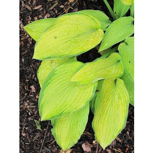 Hosta Inniswood - Árnyékliliom