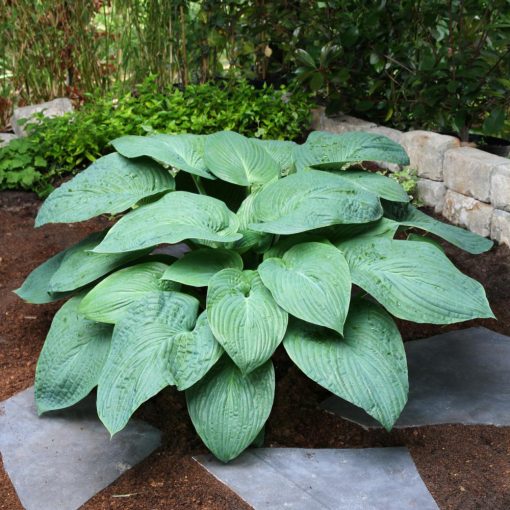 Hosta Jurassic Park - Árnyékliliom