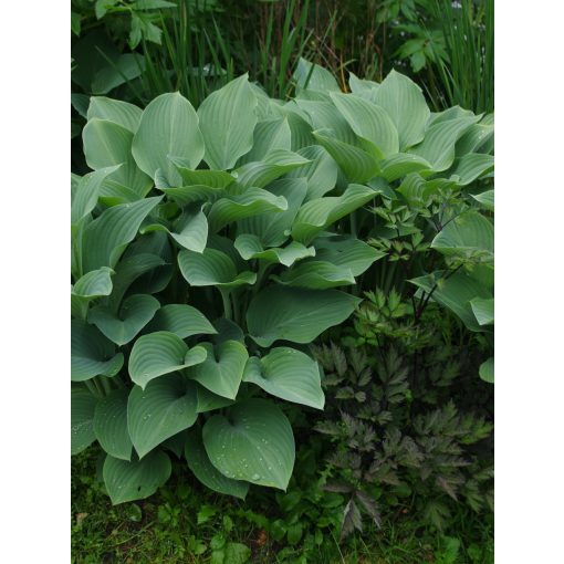 Hosta Krossa Regal - Árnyékliliom