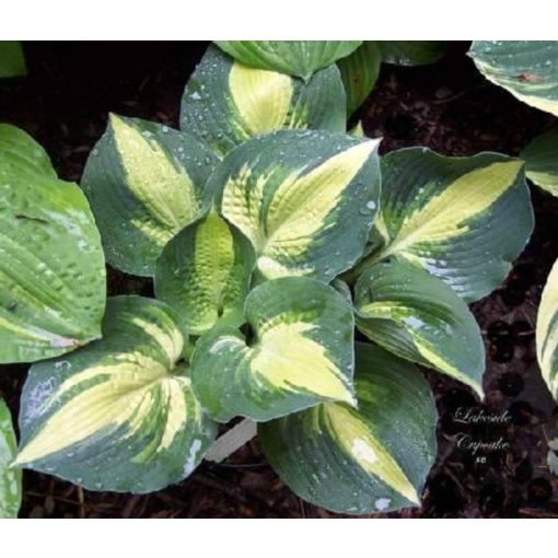 Hosta Lakeside Cupcake - Árnyékliliom