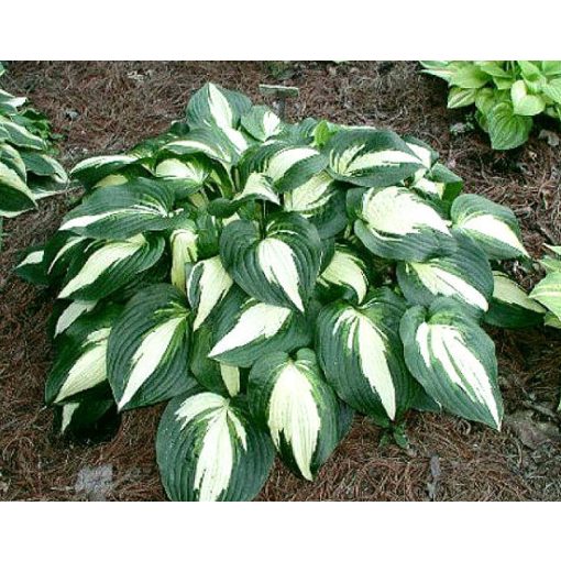 Hosta Lakeside Meter Maid - Árnyékliliom