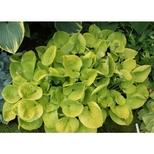 Hosta Maui Buttercups - Árnyékliliom