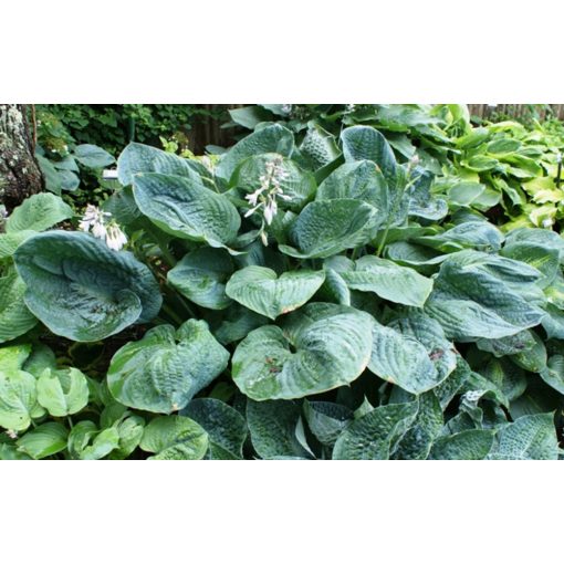 Hosta Millenium - Árnyékliliom