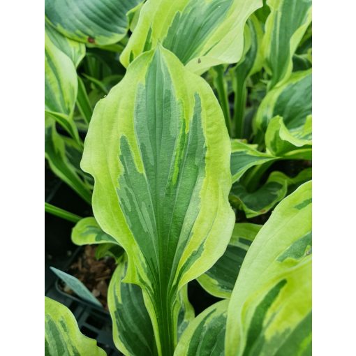 Hosta Paisley Border - Árnyékliliom