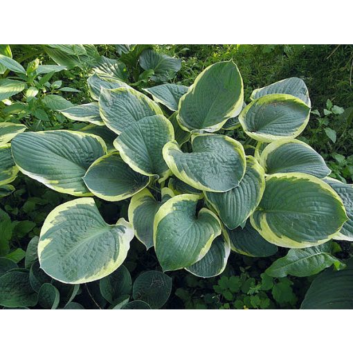 Hosta Parasol - Árnyékliliom