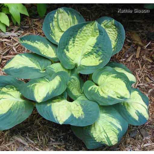 Hosta Popcorn - Árnyékliliom