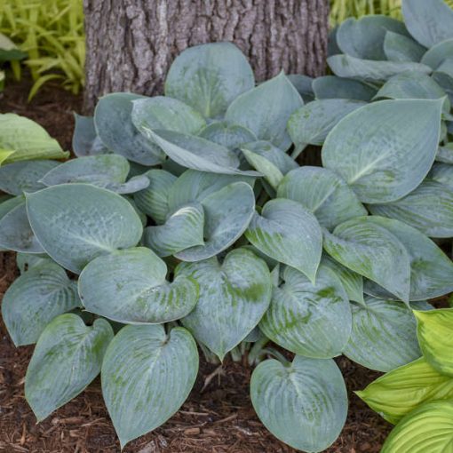 Hosta Prairie Sky ®