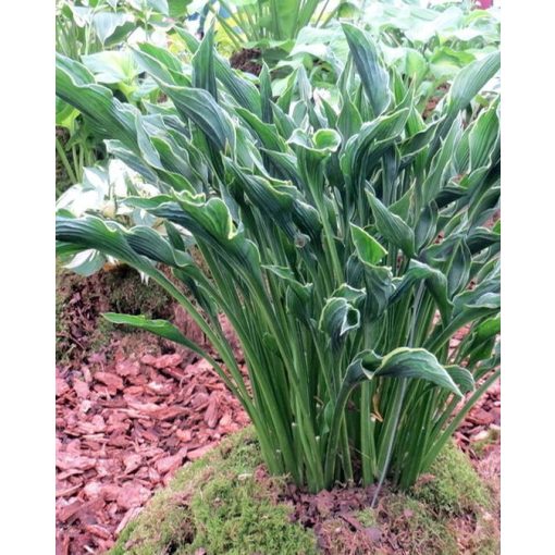 Hosta Praying Hands - Árnyékliliom