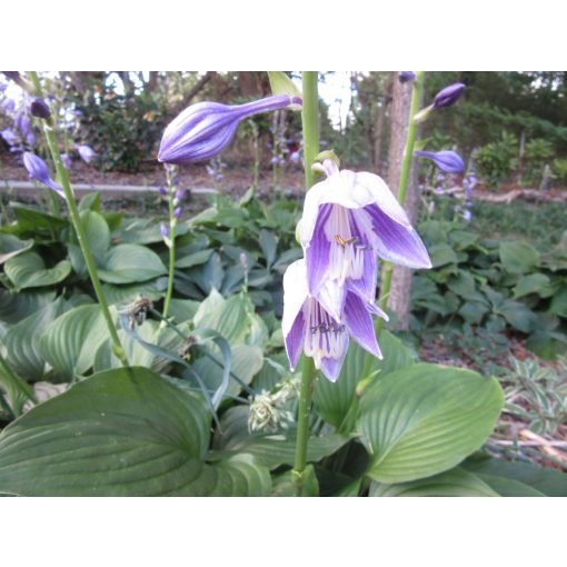 Hosta Purple Sensation - Árnyékliliom