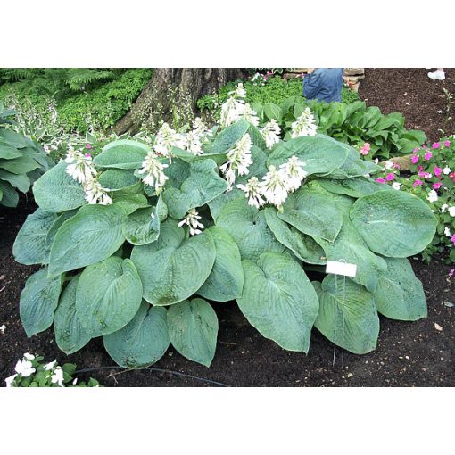 Hosta Ryans Big One - Árnyékliliom