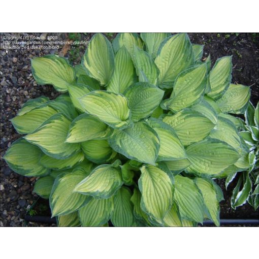 Hosta Sharmon - Árnyékliliom