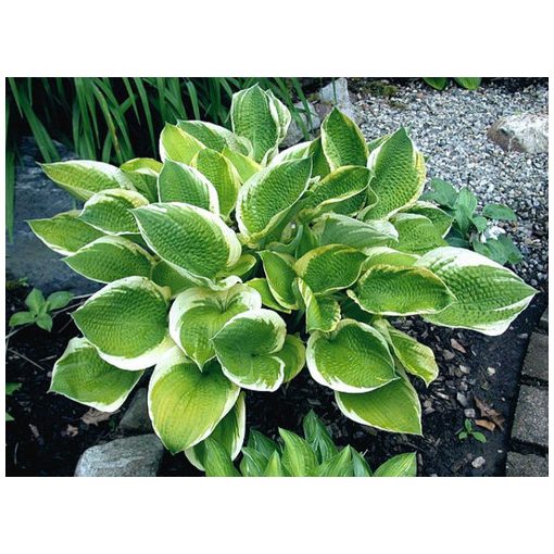 Hosta Sunshine Glory - Árnyékliliom