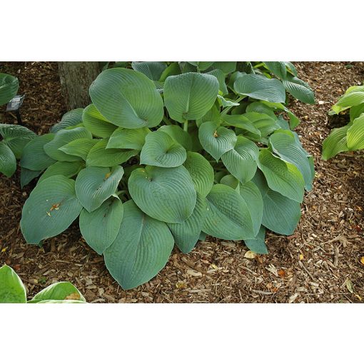 Hosta True Blue - Árnyékliliom