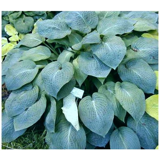 Hosta Wheaton Blue - Árnyékliliom