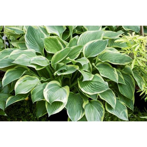 Hosta fortunei Aureomarginata - Árnyékliliom