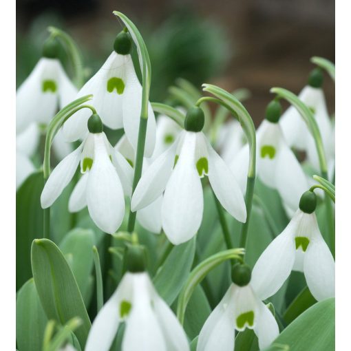 Galanthus Mount Everest - Hóvirág