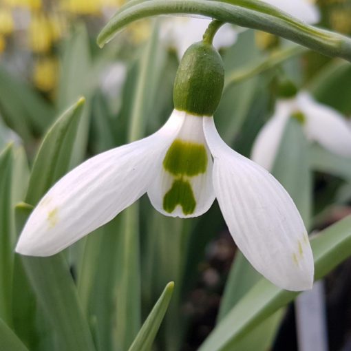 Galanthus elwesii Snow Fox - Hóvirág