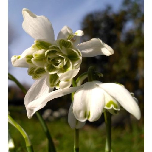 Galanthus nivalis Flore Pleno - Hóvirág