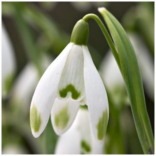 Galanthus nivalis Viridapice - Hóvirág