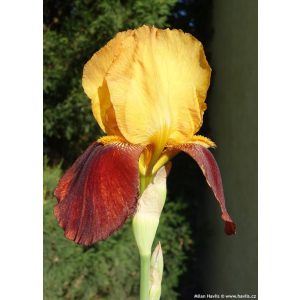 Iris germanica Caligula