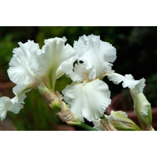 Iris germanica Christmas Angel