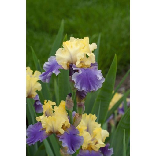 Iris germanica Edith Wolford